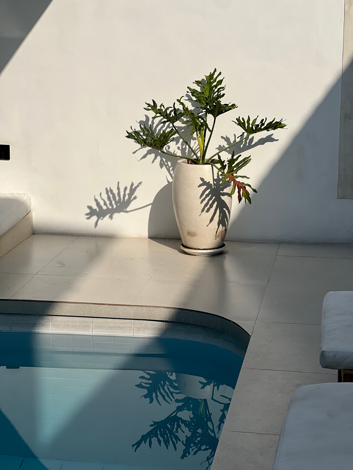 Potted plant casting a long shadow beside a turquoise pool